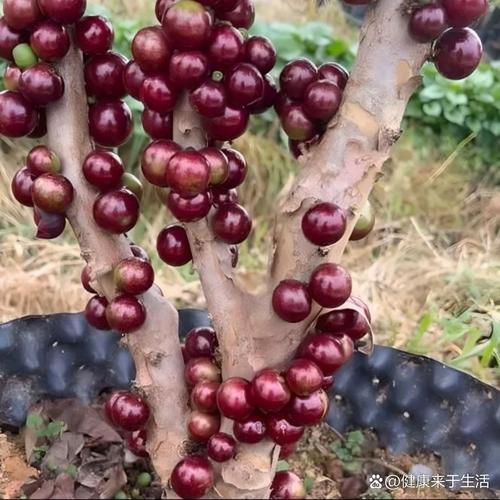 嘉宝果砧木品种选哪个好?-图2 嘉宝果砧木品种选哪个好?-图2