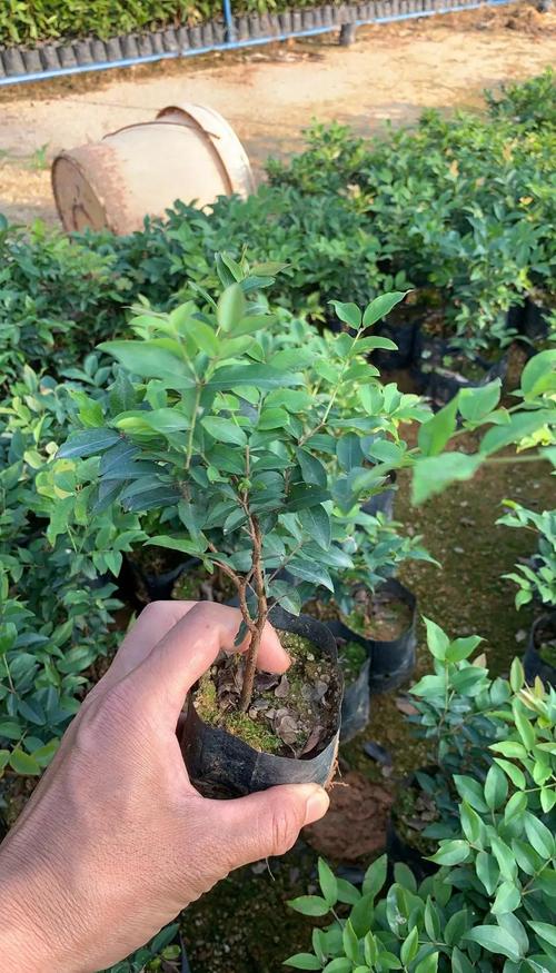 嘉宝果砧木品种选哪个好?-图3 嘉宝果砧木品种选哪个好?-图3