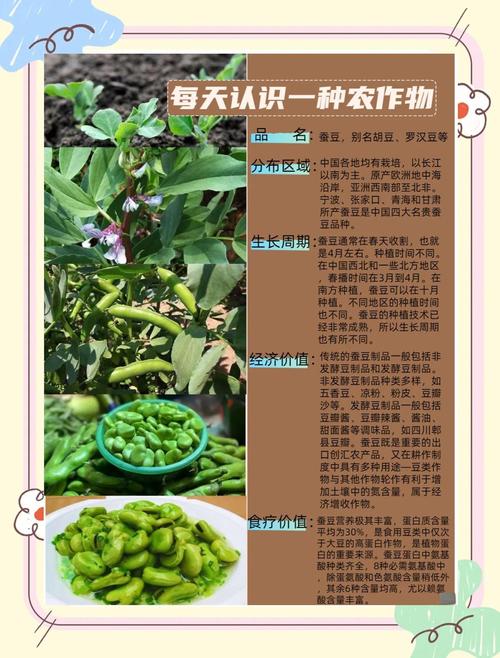 蚕豆种植亩产多少?高产技术有哪些?-图1 蚕豆种植亩产多少?高产技术有哪些?-图1