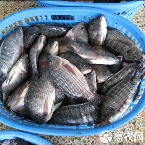 吉富罗非鱼选育技术有何突破?-图2 吉富罗非鱼选育技术有何突破?-图2