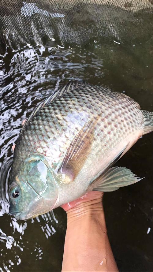 吉富罗非鱼选育技术有何突破?-图1 吉富罗非鱼选育技术有何突破?-图1