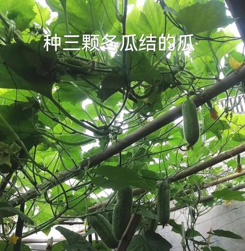 冬瓜种植技术如何有效提升产量？-图2