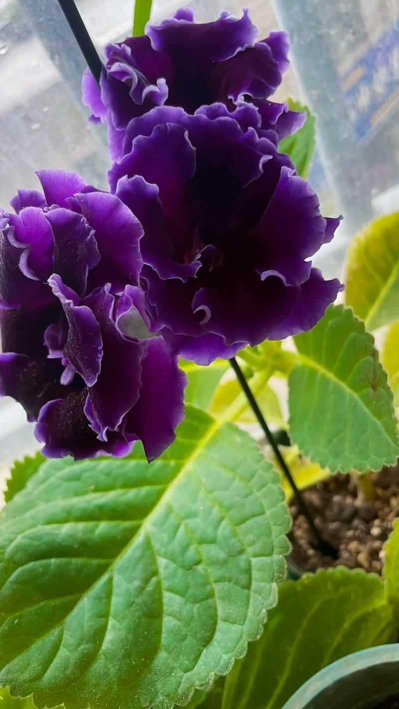 大岩桐花有哪些常见品种？-图3