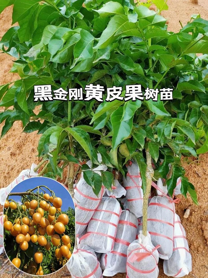 黑黄皮怎么种？管理技巧有哪些？-图1