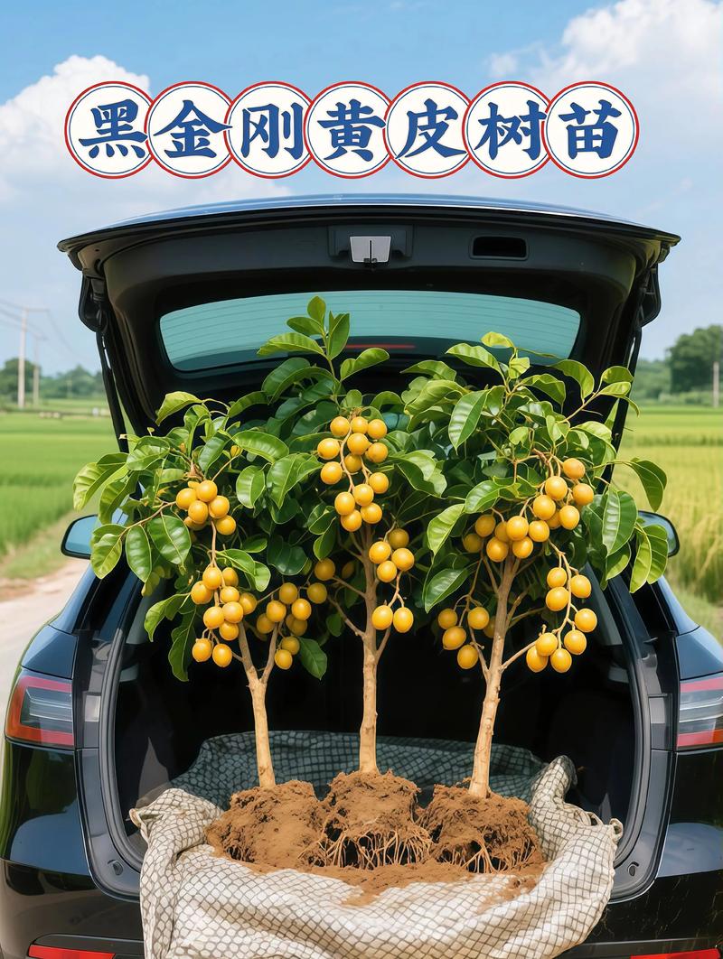 黑黄皮怎么种？管理技巧有哪些？-图2