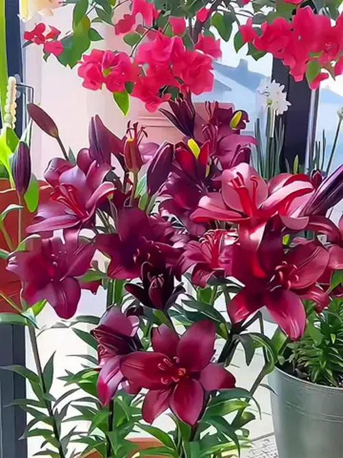 香水百合哪个品种最惊艳？-图3