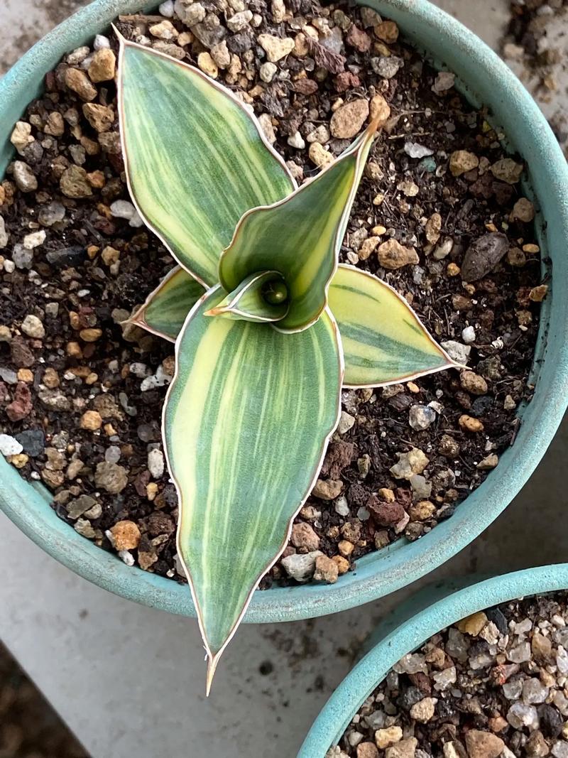 虎尾兰能吃吗？哪个品种可食用？-图1