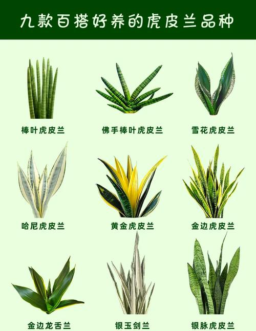 虎尾兰能吃吗？哪个品种可食用？-图3