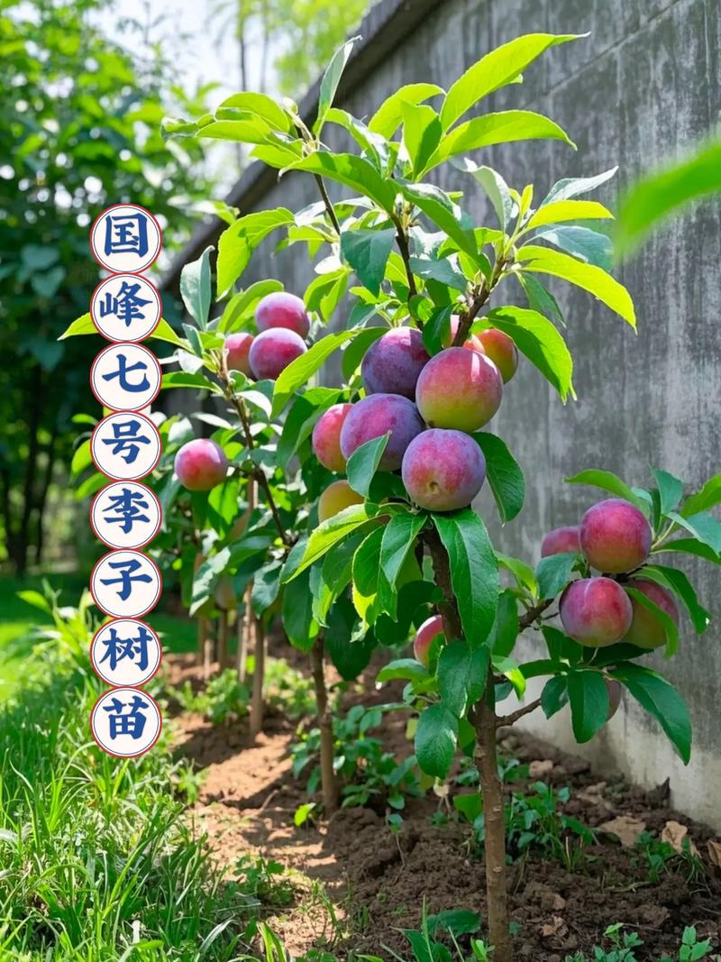 李子树哪个品种产量最高？-图2