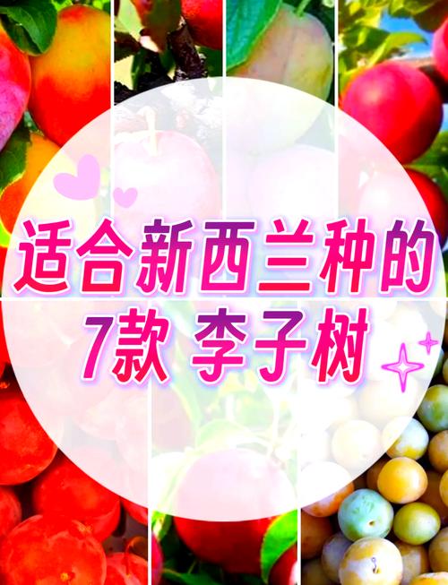 李子树哪个品种产量最高?-图3 李子树哪个品种产量最高?-图3