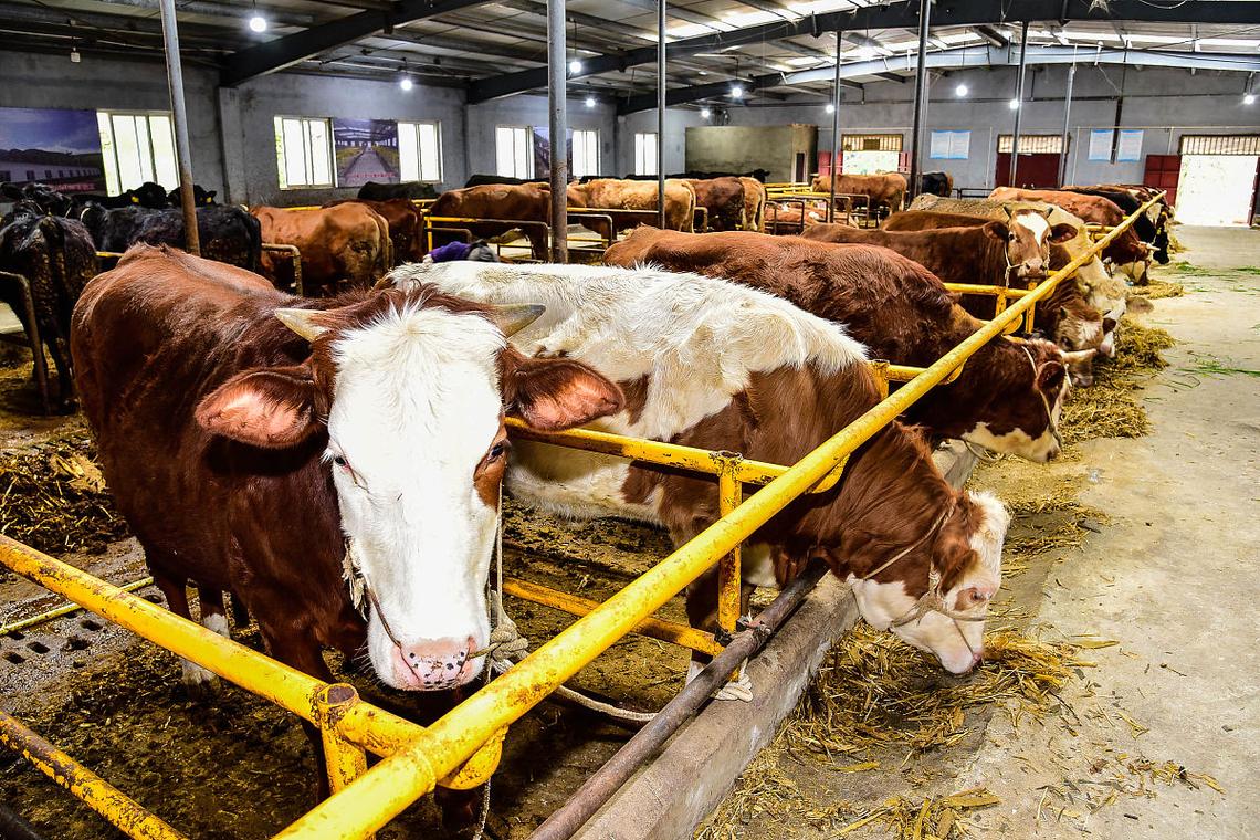 西门达尔养牛技术视频，新手能学会吗？-图2