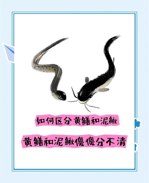 泥鳅黄鳝野生养殖技术有哪些关键要点？-图1