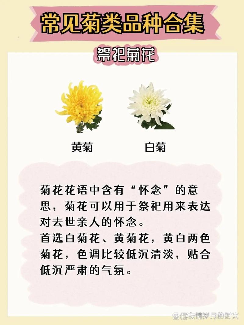 广瓣菊花有哪些品种?-图1 广瓣菊花有哪些品种?-图1