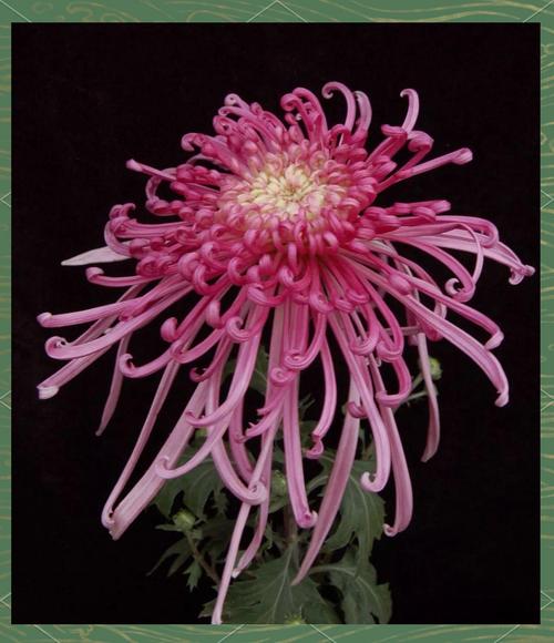 广瓣菊花有哪些品种?-图2 广瓣菊花有哪些品种?-图2