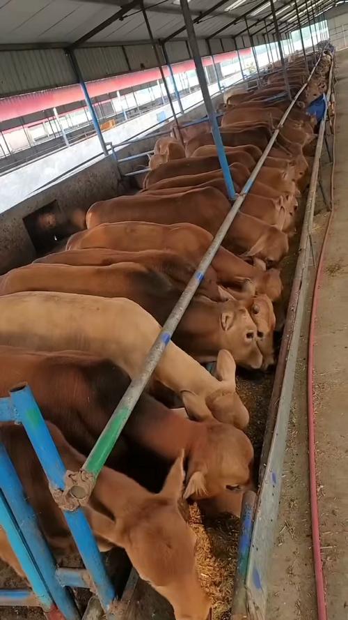 东北肉牛养殖优选哪些品种？-图2