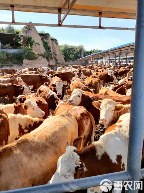 东北肉牛养殖优选哪些品种？-图1