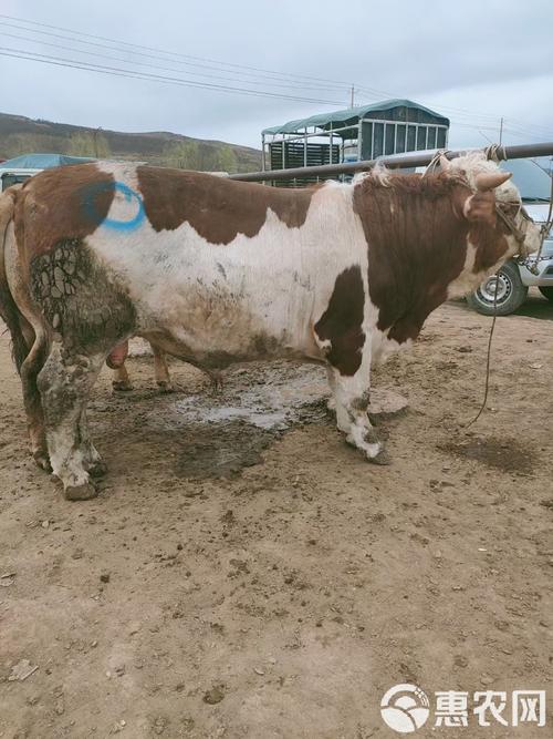 东北肉牛养殖优选哪些品种？-图3