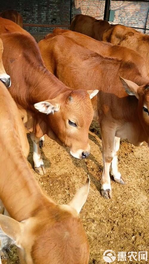 小牛犊价格多少钱一头?-图3 小牛犊价格多少钱一头?-图3