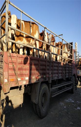 小牛犊价格多少钱一头?-图2 小牛犊价格多少钱一头?-图2