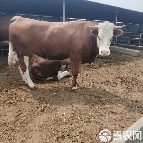 小牛犊价格多少钱一头?-图1 小牛犊价格多少钱一头?-图1