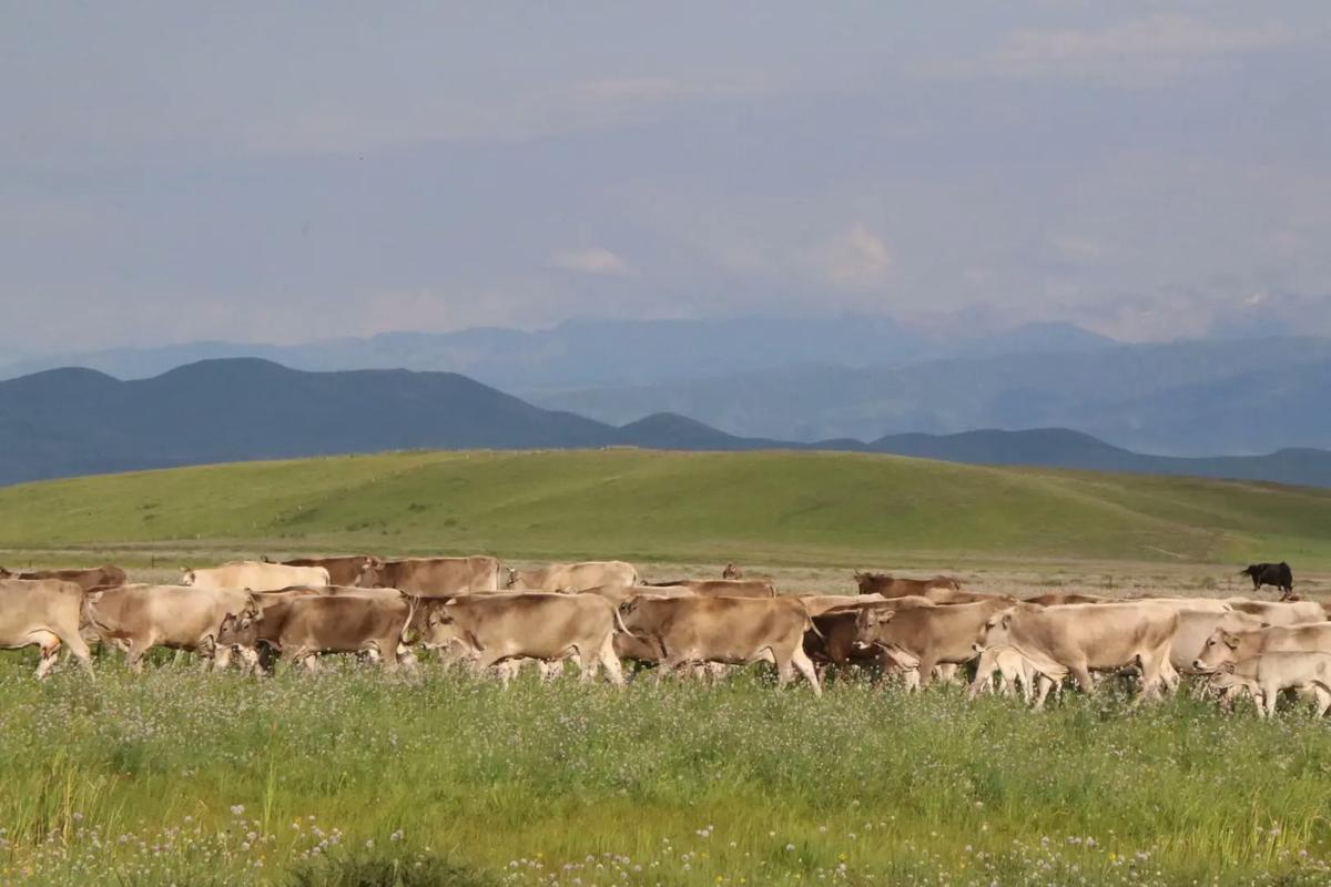 塔城哪里能买到优质褐牛品种?-图1 塔城哪里能买到优质褐牛品种?-图1