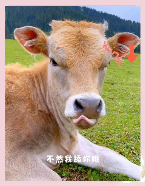 塔城哪里能买到优质褐牛品种？-图2