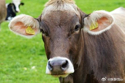 塔城哪里能买到优质褐牛品种?-图3 塔城哪里能买到优质褐牛品种?-图3