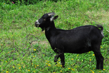 海南东山羊养殖技术有哪些关键要点？-图1