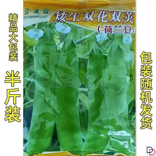 什么品种荷兰豆不用搭架？-图1