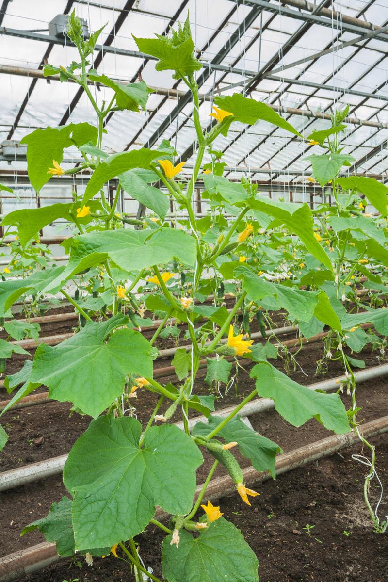 南方大棚黄瓜怎么栽培高产？-图1