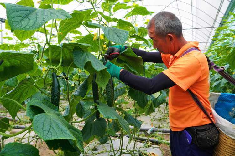 南方大棚黄瓜怎么栽培高产？-图3