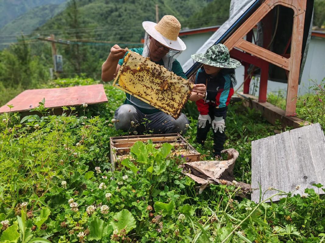 蜜蜂人工授精技术视频怎么操作？-图2