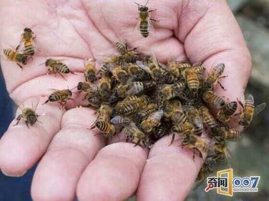 蜜蜂人工授精技术视频怎么操作？-图3