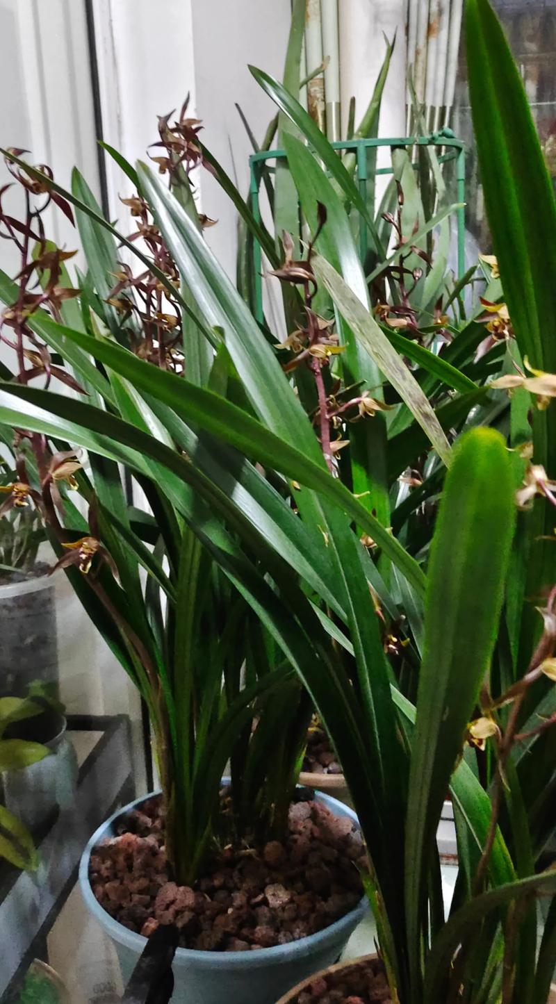 墨兰会引发过敏吗？-图3