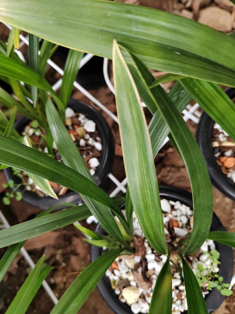 墨兰会引发过敏吗？-图2