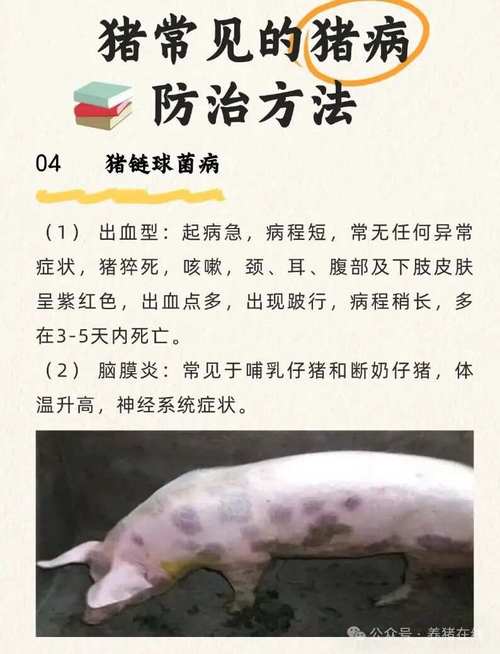 如何有效防治猪繁殖障碍病？-图2