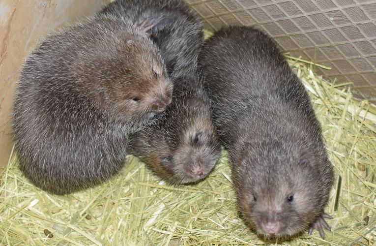 广西竹鼠种苗30对价格多少？-图2