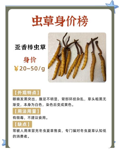 广西竹鼠种苗30对价格多少？-图3