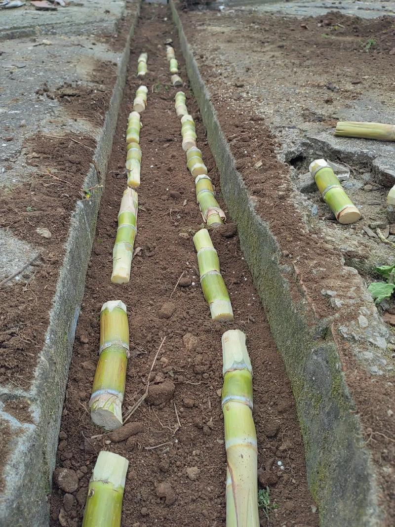 南方糖蔗种植技术视频有哪些要点?-图2 南方糖蔗种植技术视频有哪些要点?-图2