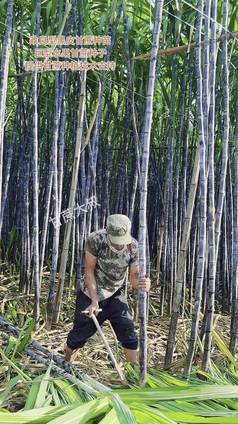 南方糖蔗种植技术视频有哪些要点?-图1 南方糖蔗种植技术视频有哪些要点?-图1