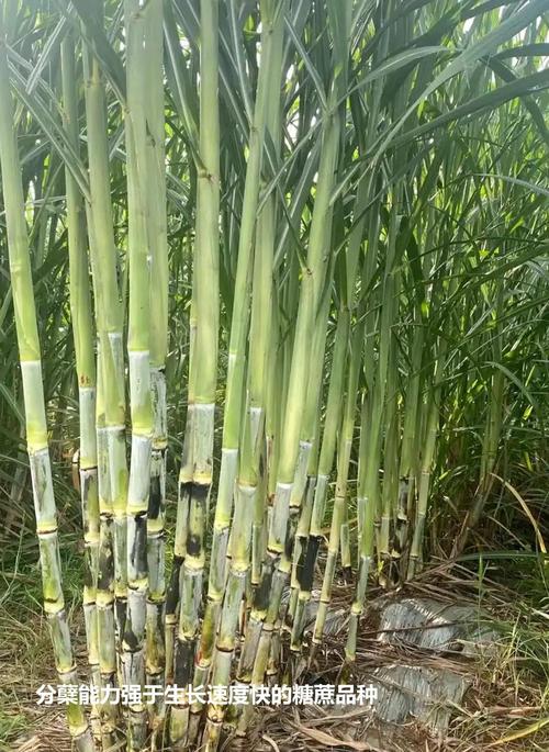 南方糖蔗种植技术视频有哪些要点?-图3 南方糖蔗种植技术视频有哪些要点?-图3