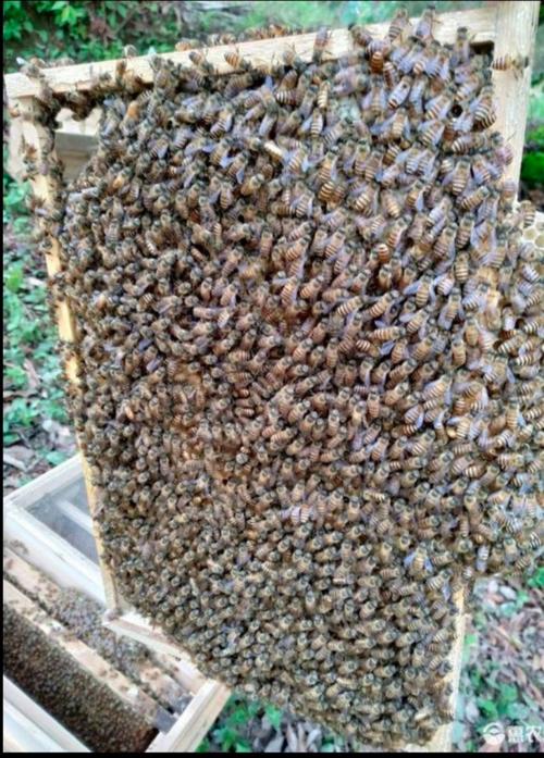 中蜂哪个品种好？-图1