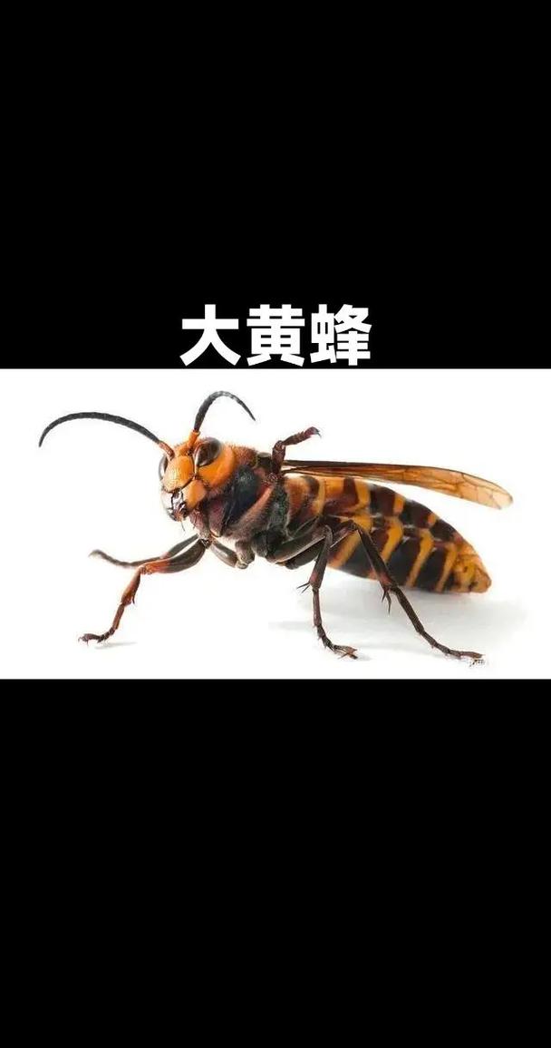 中蜂哪个品种好？-图3