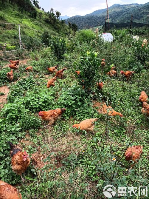 山上放养鸡技术视频，如何掌握关键要点？-图1