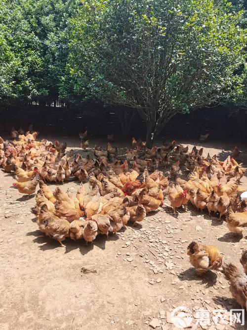 山上放养鸡技术视频，如何掌握关键要点？-图3