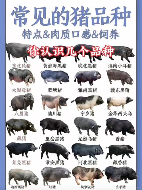 我国引进的三大猪品种有哪些？-图1