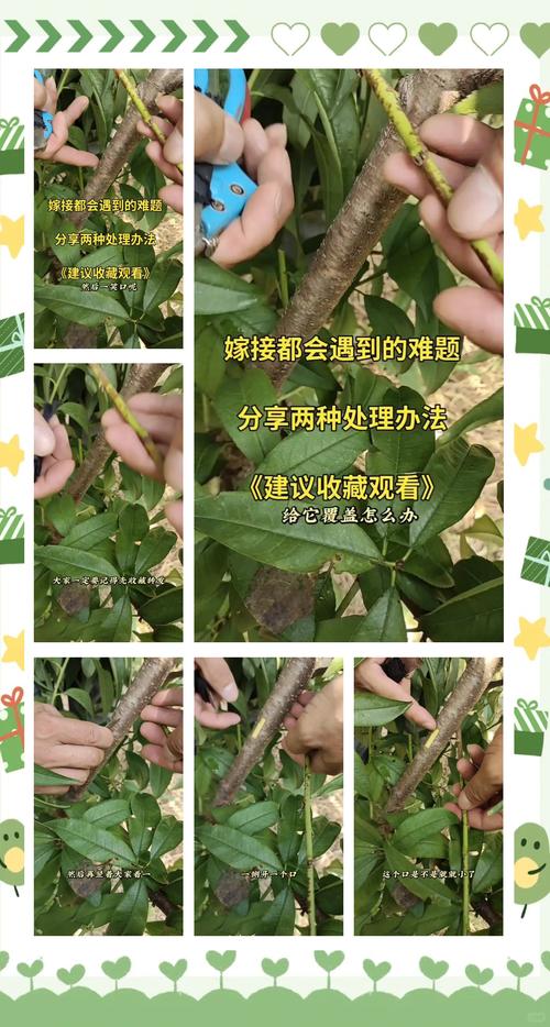 苦瓜双段嫁接技术视频怎么学？-图2