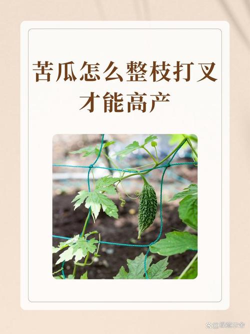苦瓜双段嫁接技术视频怎么学？-图3