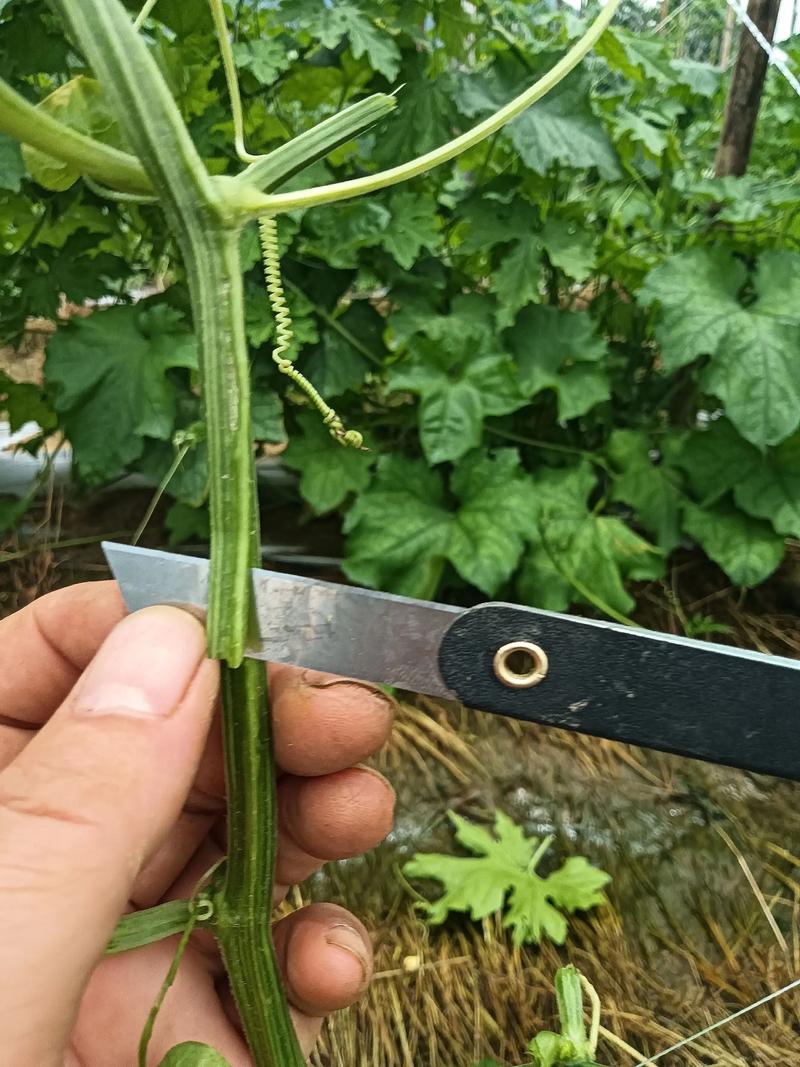 苦瓜双段嫁接技术视频怎么学？-图1