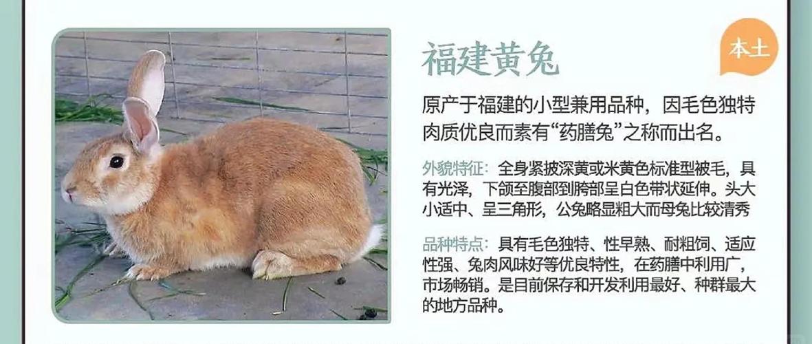 新手养兔选什么品种又好养又赚钱?-图1 新手养兔选什么品种又好养又赚钱?-图1